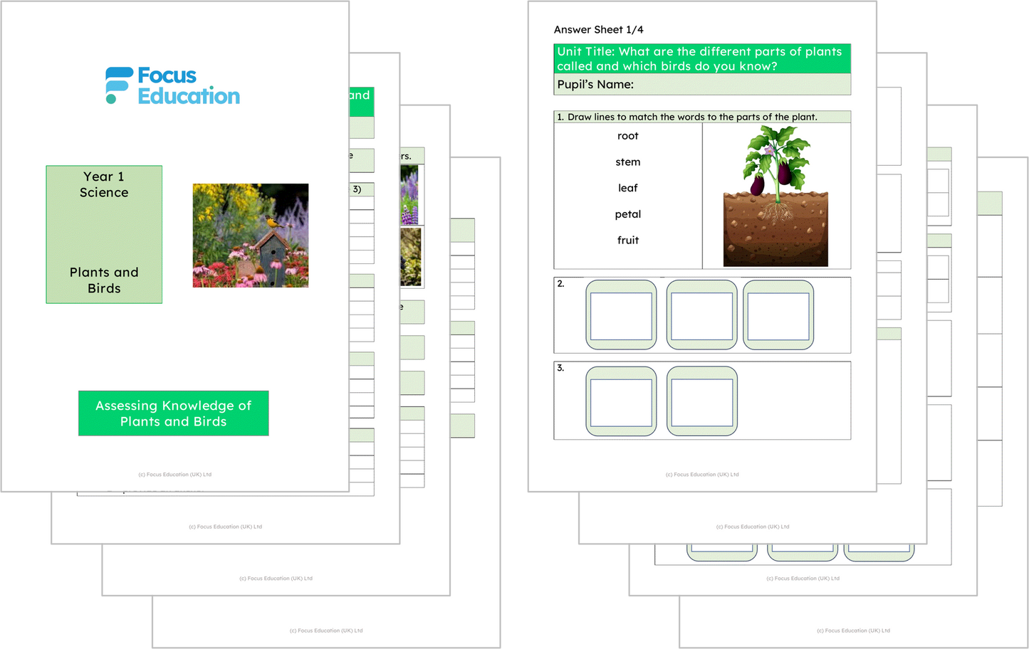 Science Y1: What are different parts of plants called and which birds do you know?