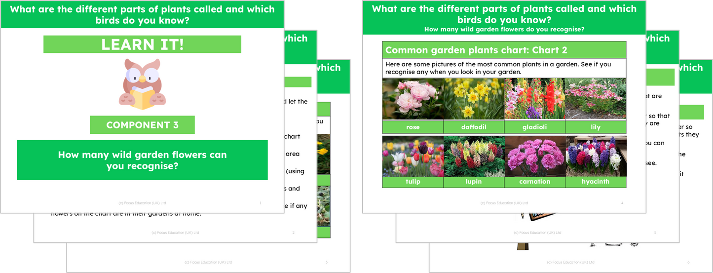 Science Y1: What are different parts of plants called and which birds do you know?