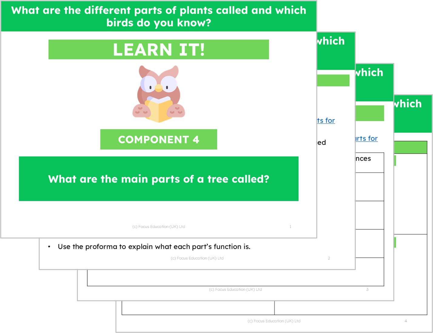 Science Y1: What are different parts of plants called and which birds do you know?