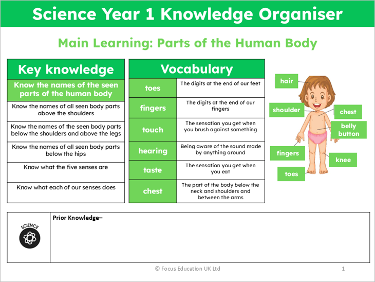 Science Y1: What are our seen body parts called and what are the five senses?