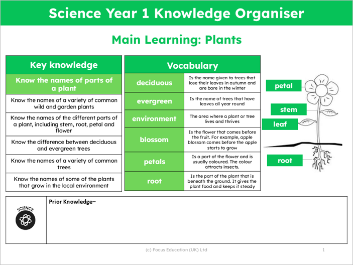 Science Y1: What are different parts of plants called and which birds do you know?