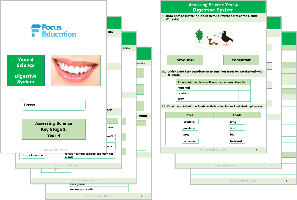 Science Y4: What happens to the food we eat?
