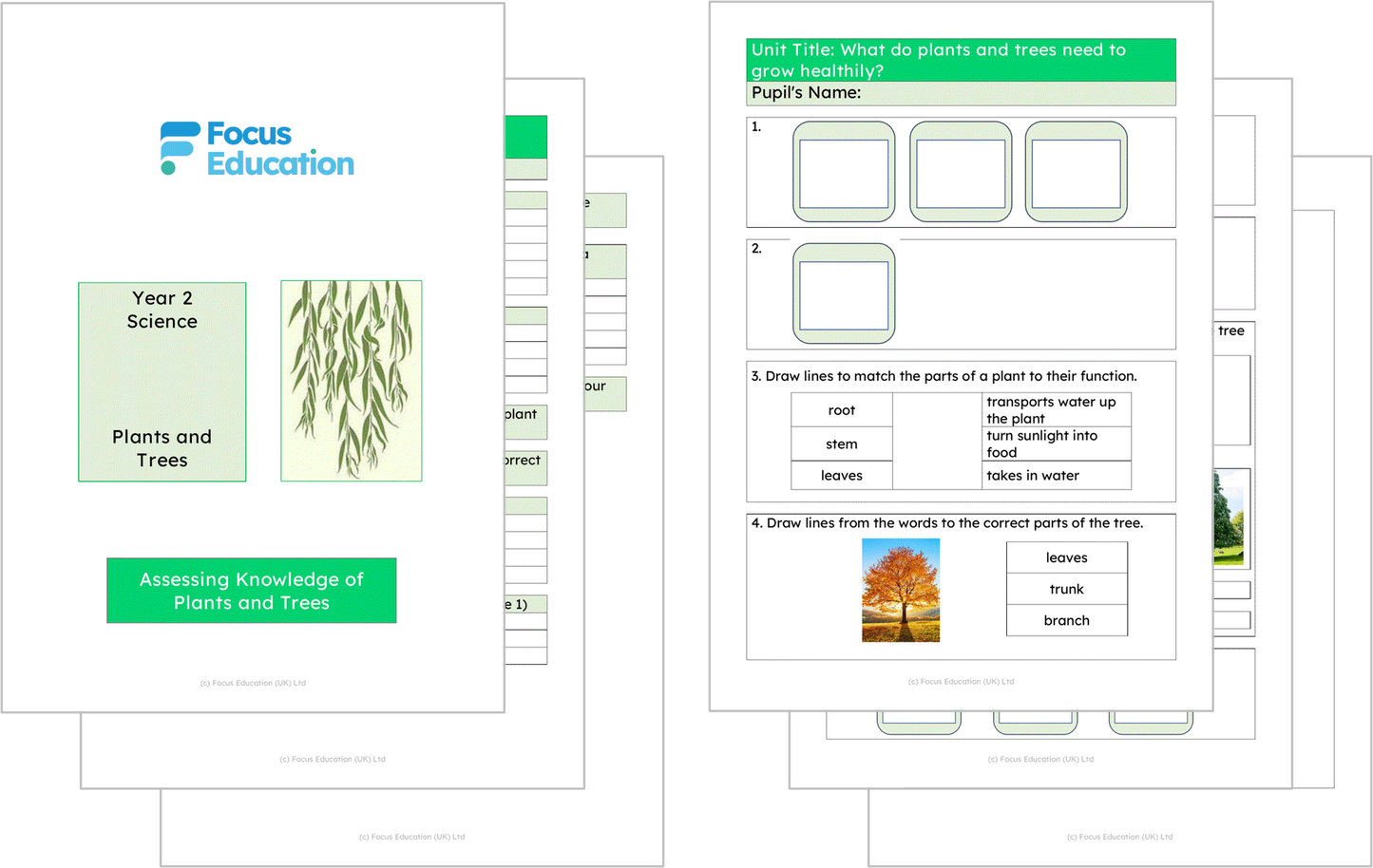 Science Y2: What do plants and trees need to grow healthily?