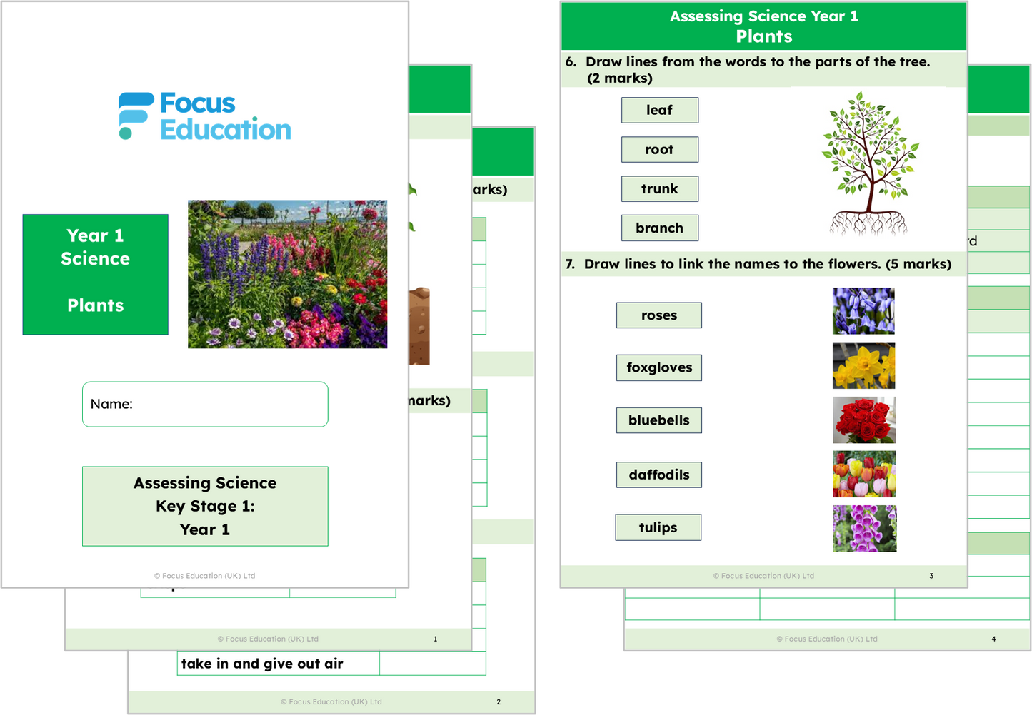Science Y1: What are the names of the different parts of plants?