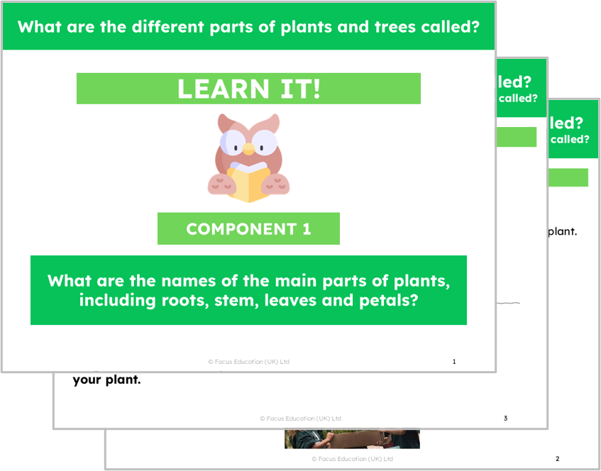 Science Y1: What are the names of the different parts of plants?