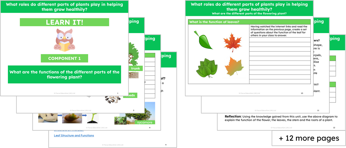 Science Y3: What roles do different parts of plants play in helping them grow healthily?