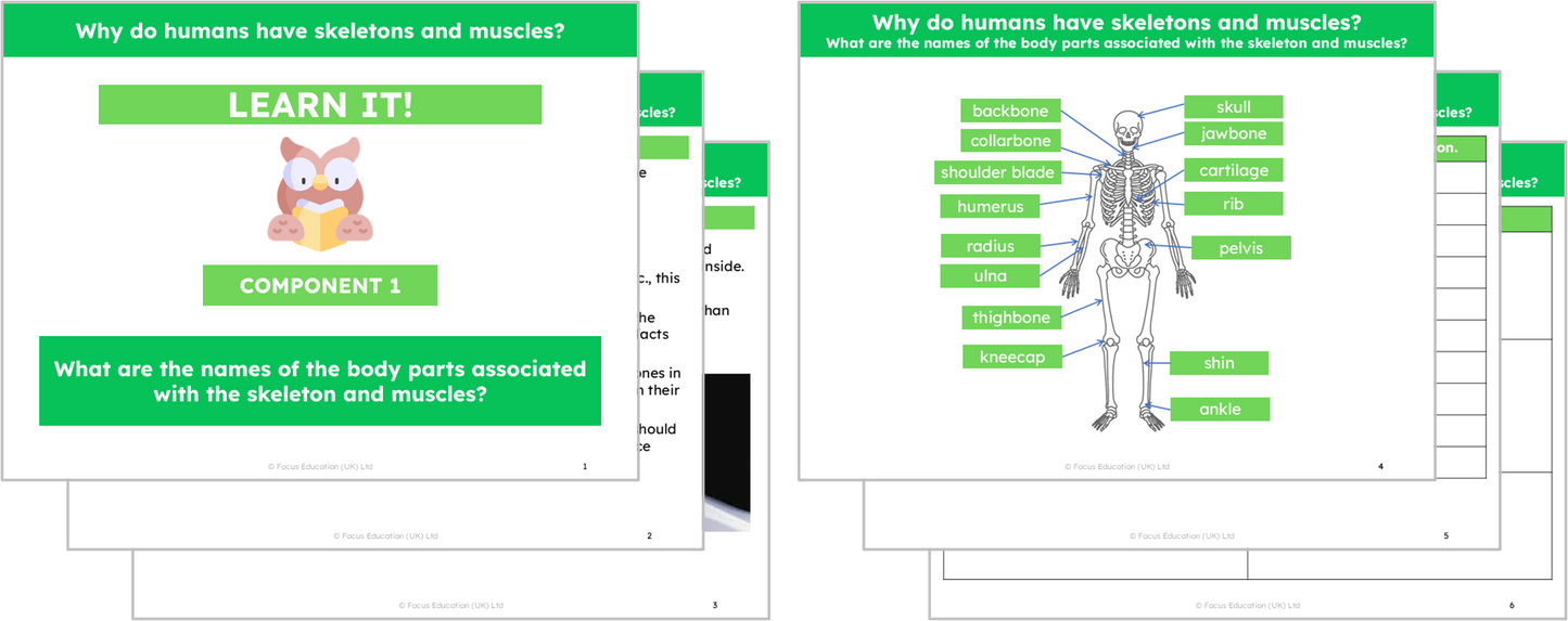 Science Y3: Why do humans have skeletons and muscles?