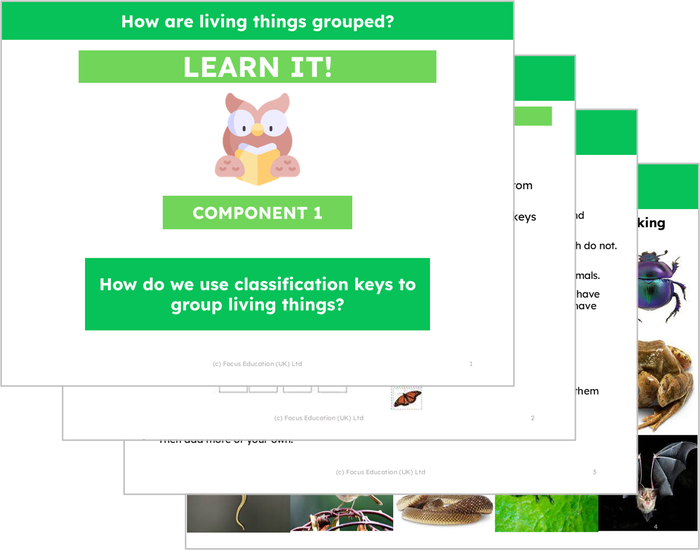 Science Y4: How are living things grouped?