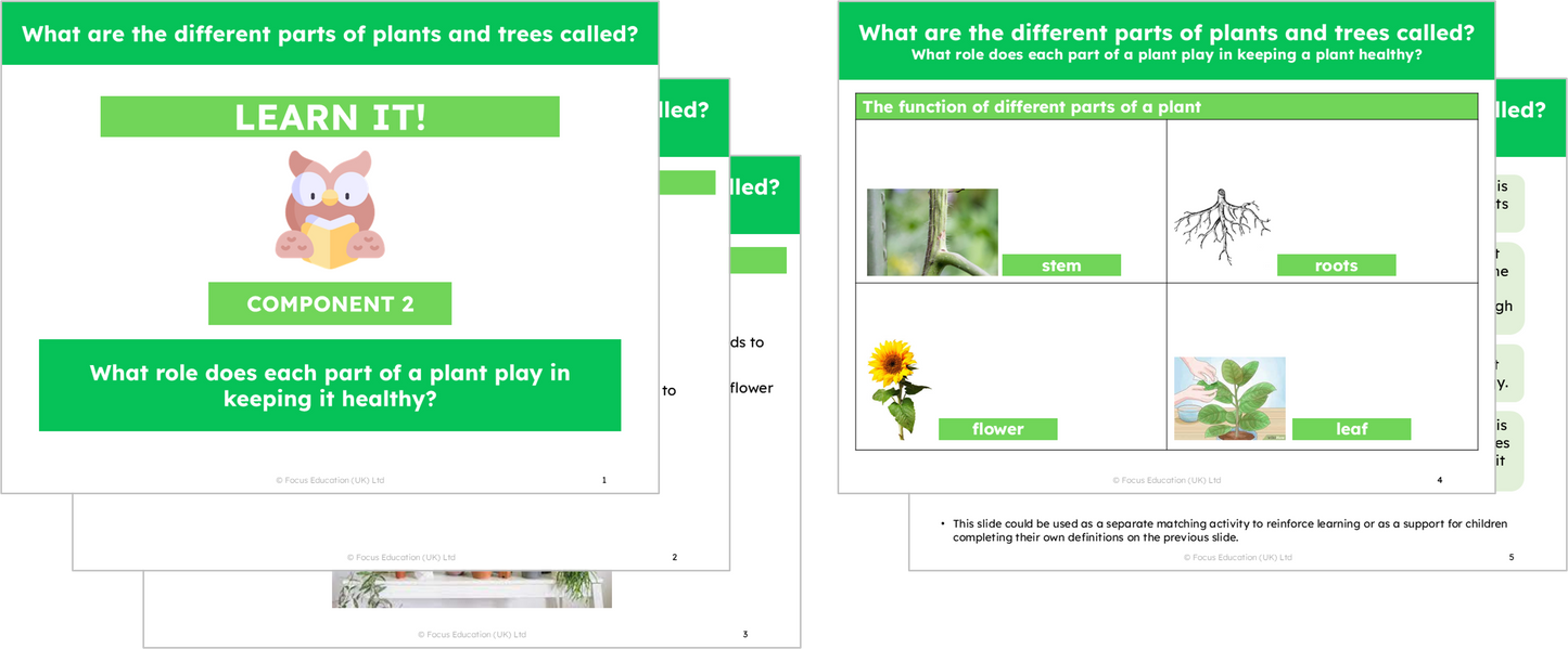 Science Y1: What are the names of the different parts of plants?