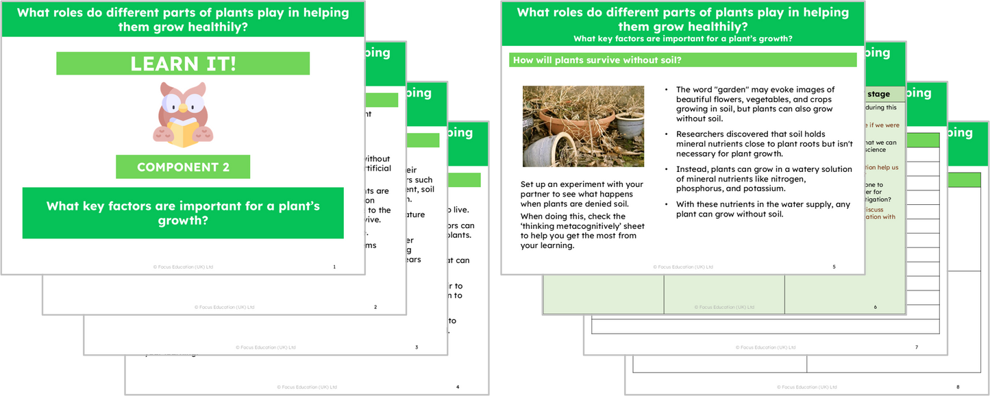 Science Y3: What roles do different parts of plants play in helping them grow healthily?