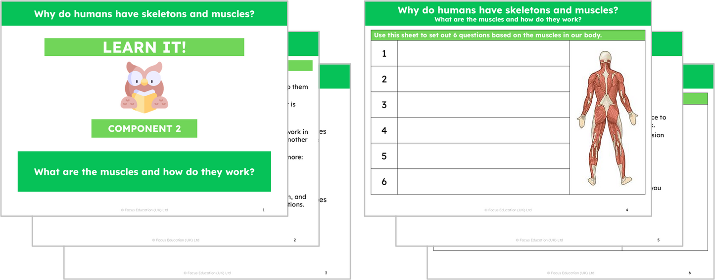 Science Y3: Why do humans have skeletons and muscles?