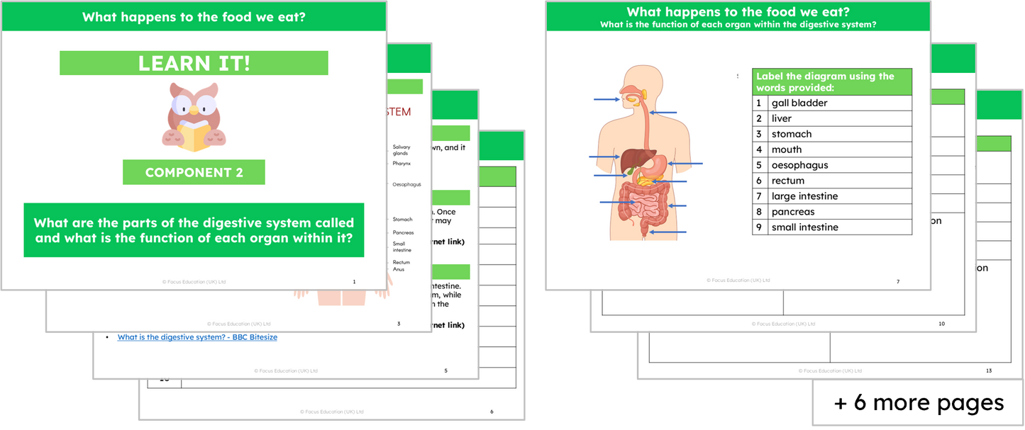 Science Y4: What happens to the food we eat?