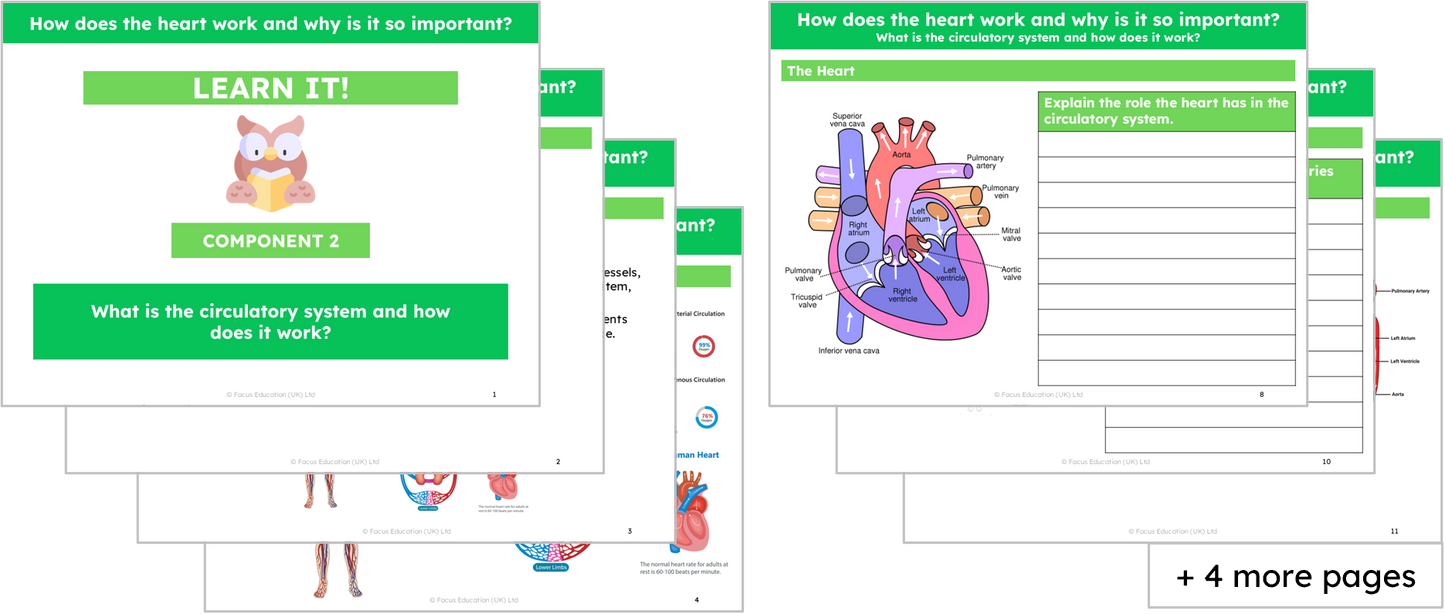 Science Y6: How does the heart work and why is it so important?