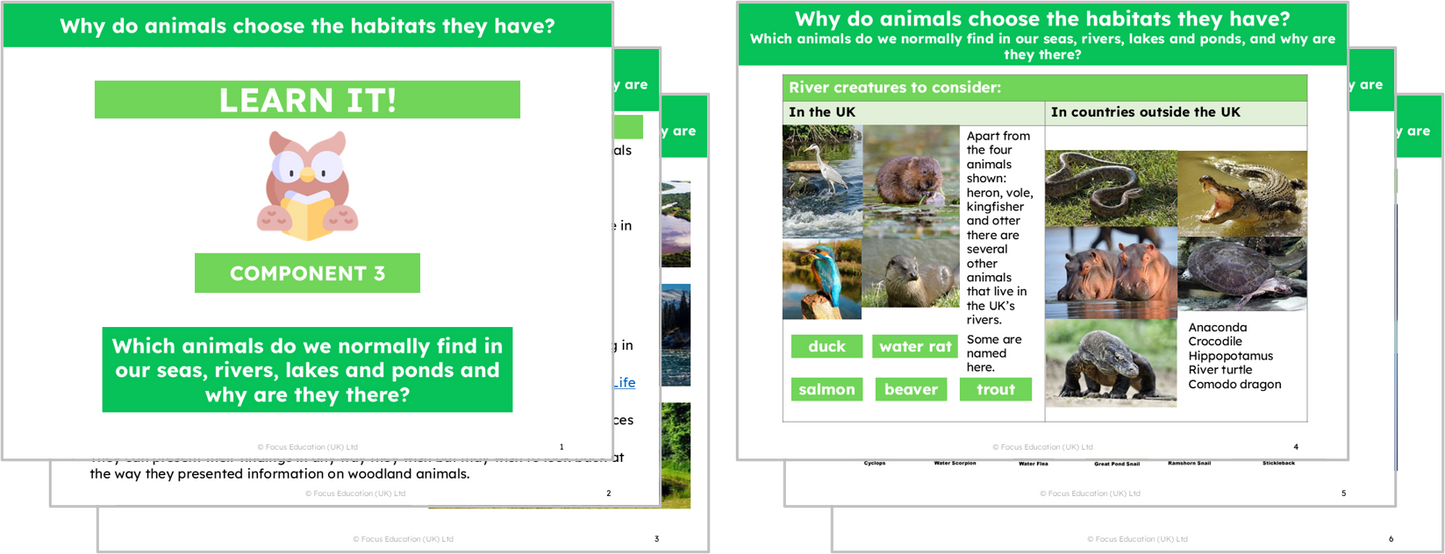 Science Y2: Why do animals choose the habitat they have?