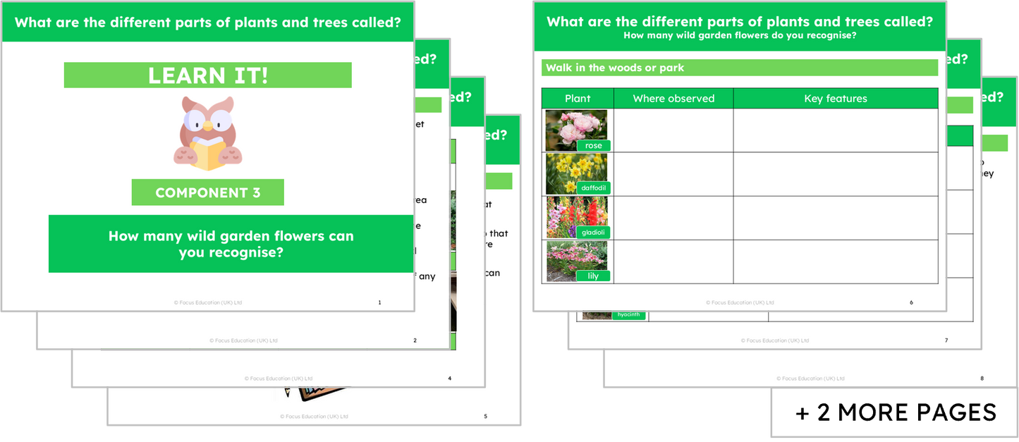 Science Y1: What are the names of the different parts of plants?