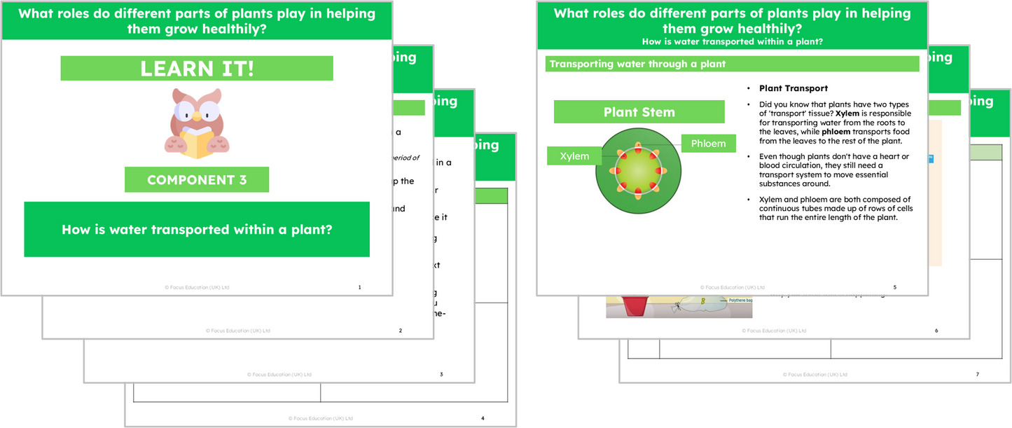 Science Y3: What roles do different parts of plants play in helping them grow healthily?
