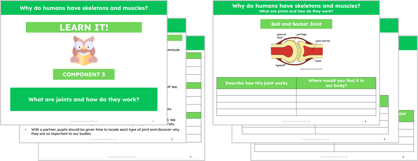 Science Y3: Why do humans have skeletons and muscles?