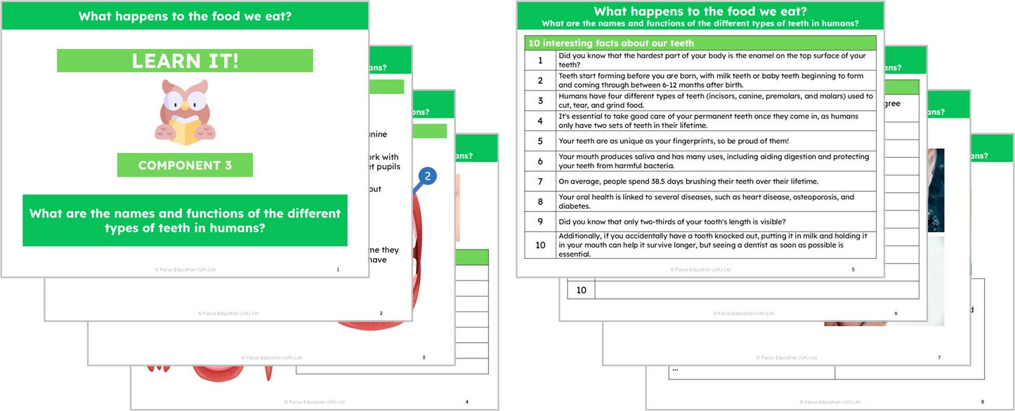 Science Y4: What happens to the food we eat?