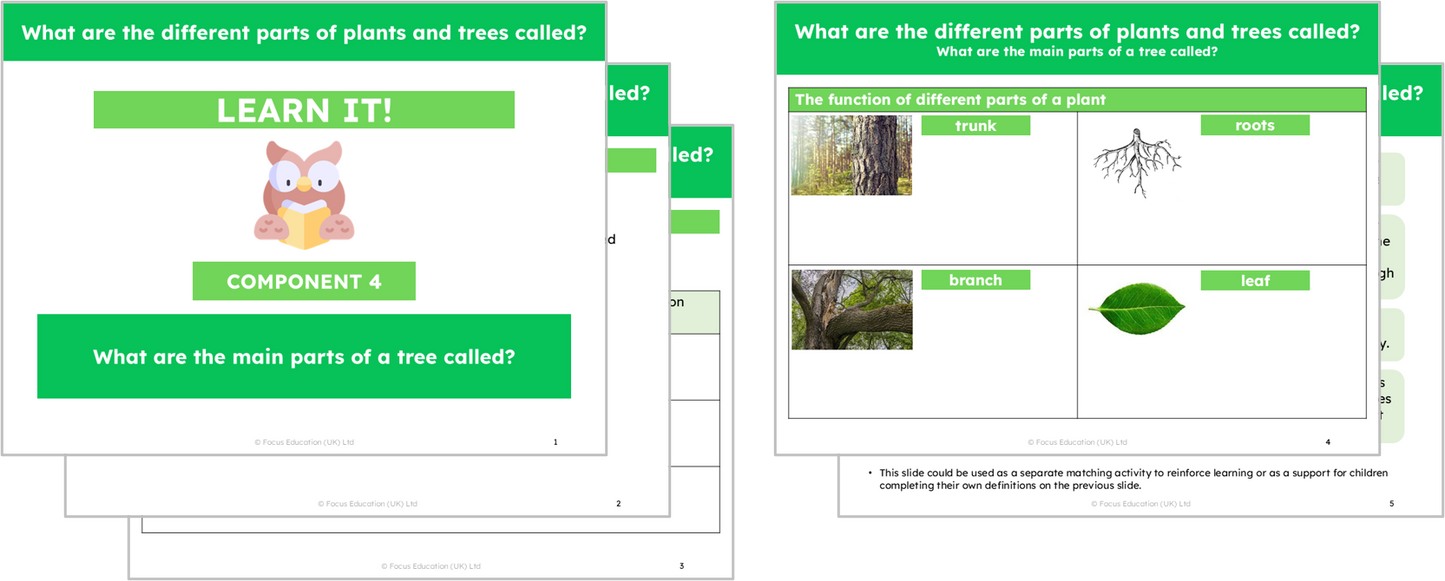Science Y1: What are the names of the different parts of plants?