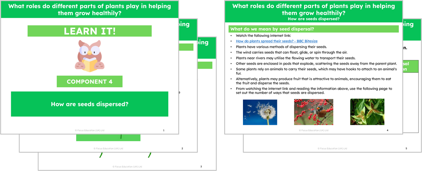 Science Y3: What roles do different parts of plants play in helping them grow healthily?