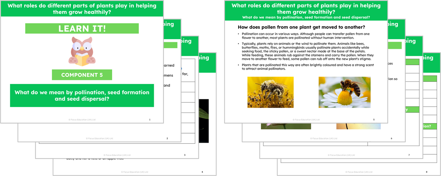 Science Y3: What roles do different parts of plants play in helping them grow healthily?