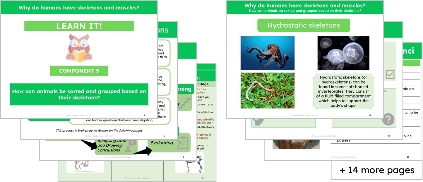 Science Y3: Why do humans have skeletons and muscles?