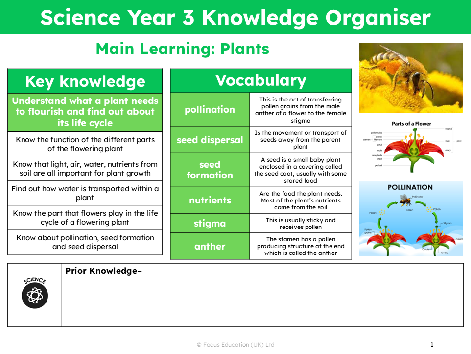 Science Y3: What roles do different parts of plants play in helping them grow healthily?