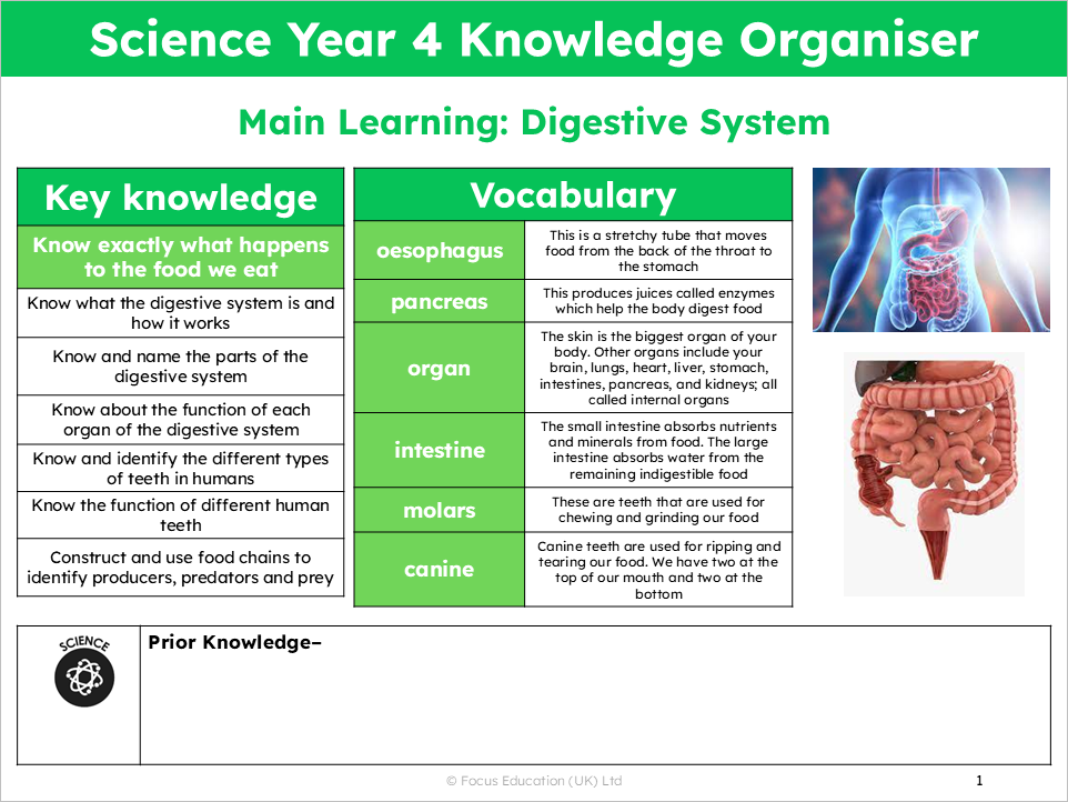 Science Y4: What happens to the food we eat?