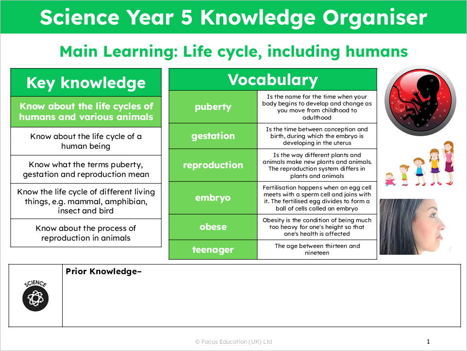 Science Y5: What do we know about the life cycles of humans and various animals?