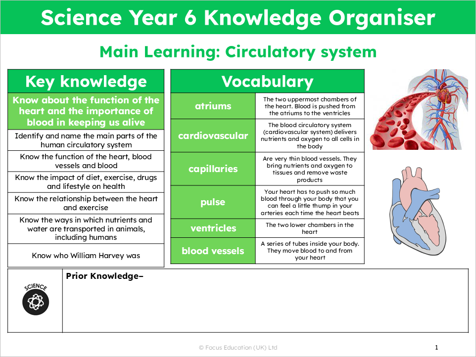 Science Y6: How does the heart work and why is it so important?