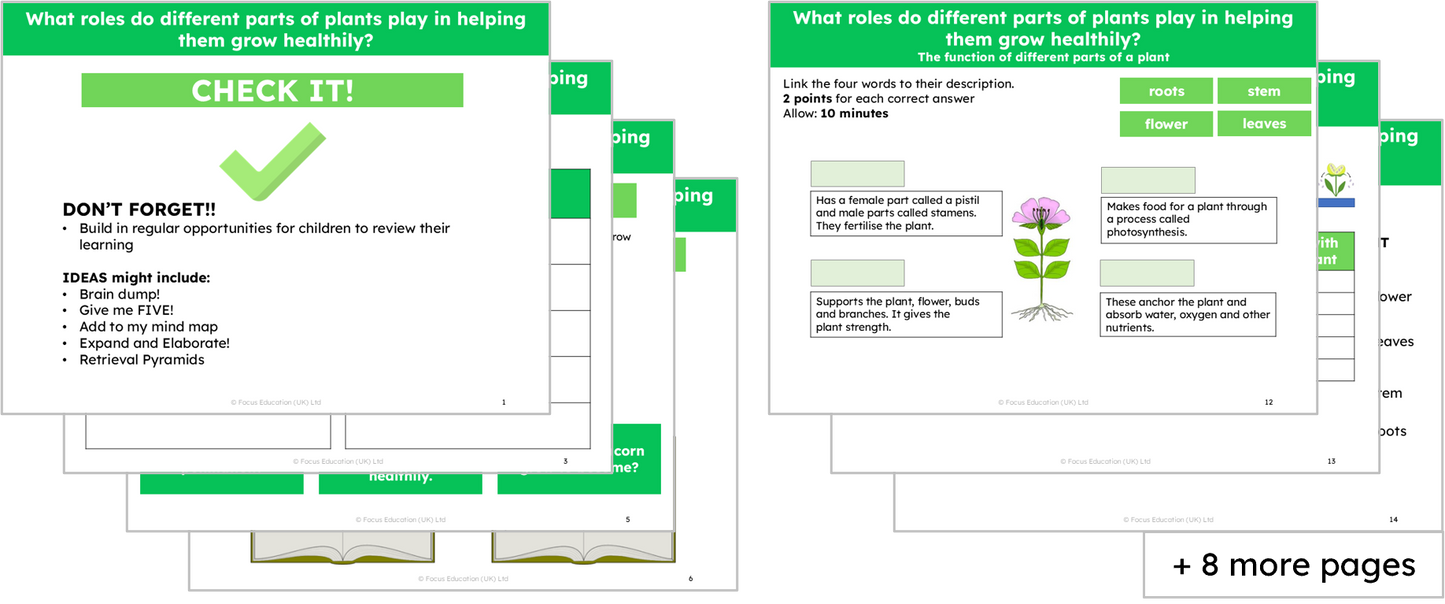 Science Y3: What roles do different parts of plants play in helping them grow healthily?