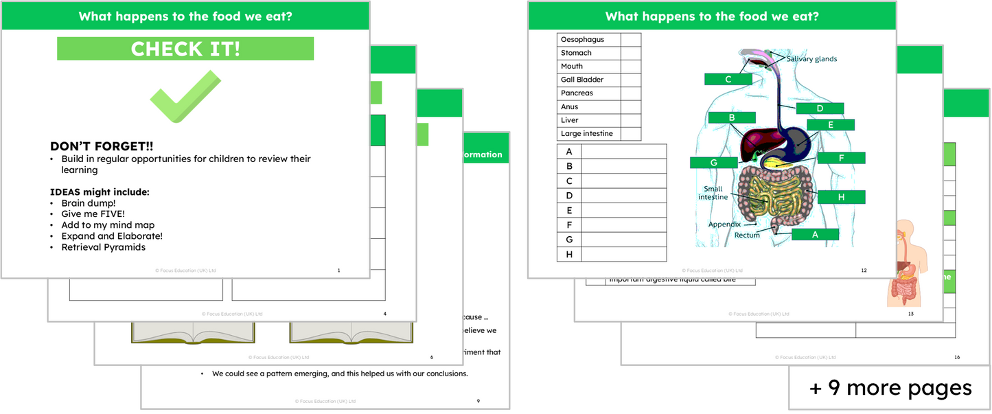 Science Y4: What happens to the food we eat?