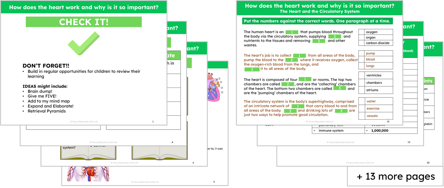 Science Y6: How does the heart work and why is it so important?